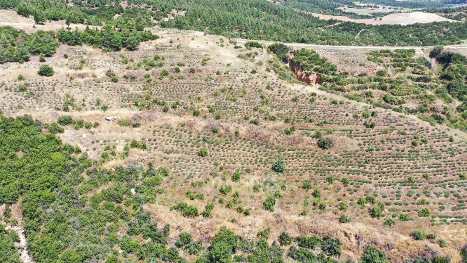 Buldan’da yangının izleri silinen 44 hektarlık alandan adeta bal damlayacak