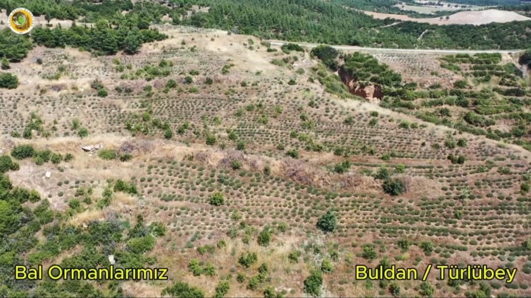 Buldan’da yangının izleri silinen 44 hektarlık alandan adeta bal damlayacak