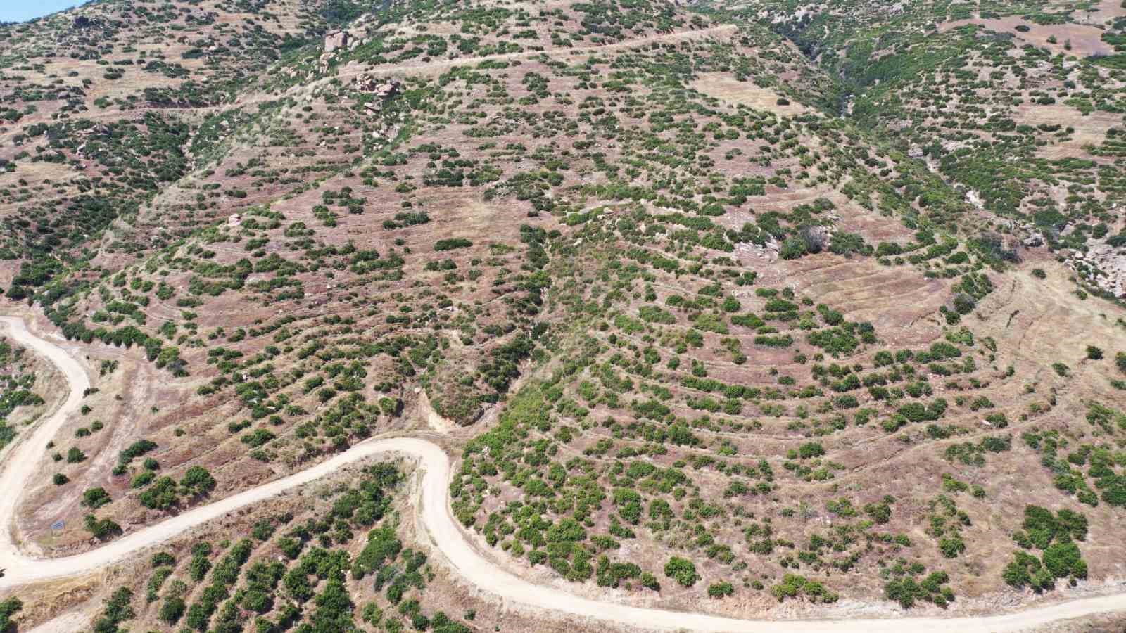 Buldan’da yangının izleri silinen 44 hektarlık alandan adeta bal damlayacak