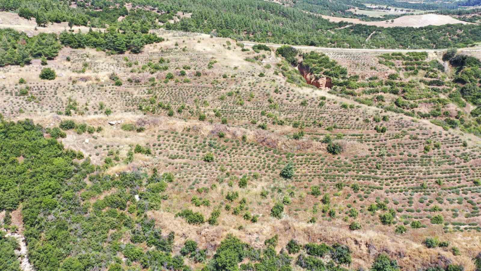 Buldan’da yangının izleri silinen 44 hektarlık alandan adeta bal damlayacak