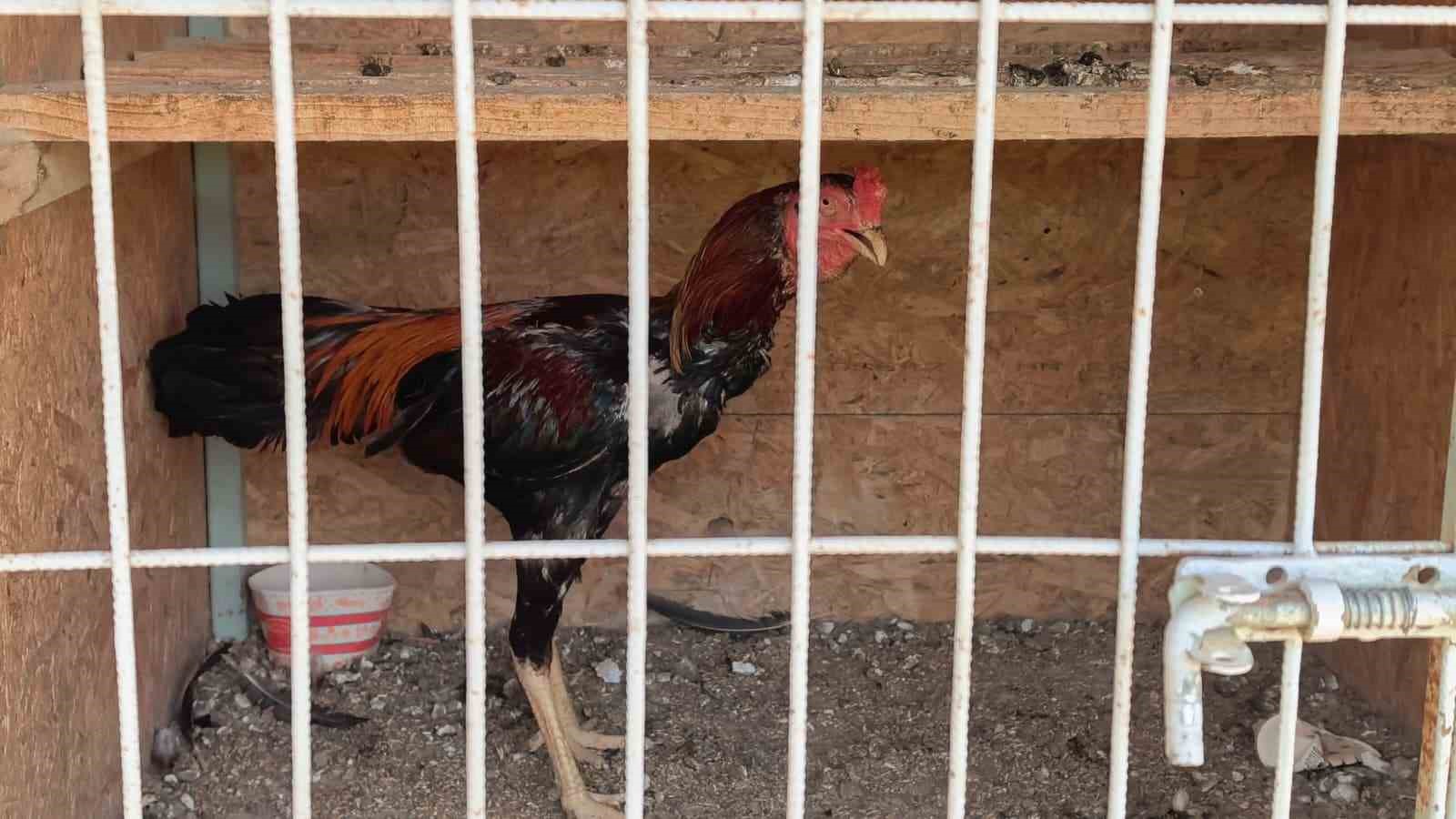500 bin liralık horoz operasyonu: 50 kişiye ceza yağdı