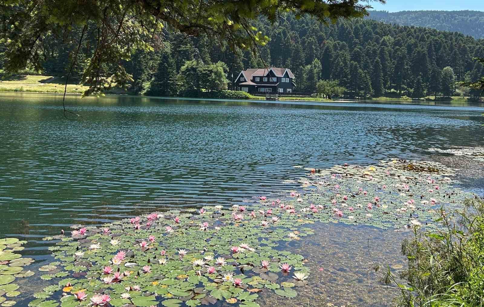 Bolu’da bu çiçeği koparmanın cezası 699 bin 197 lira