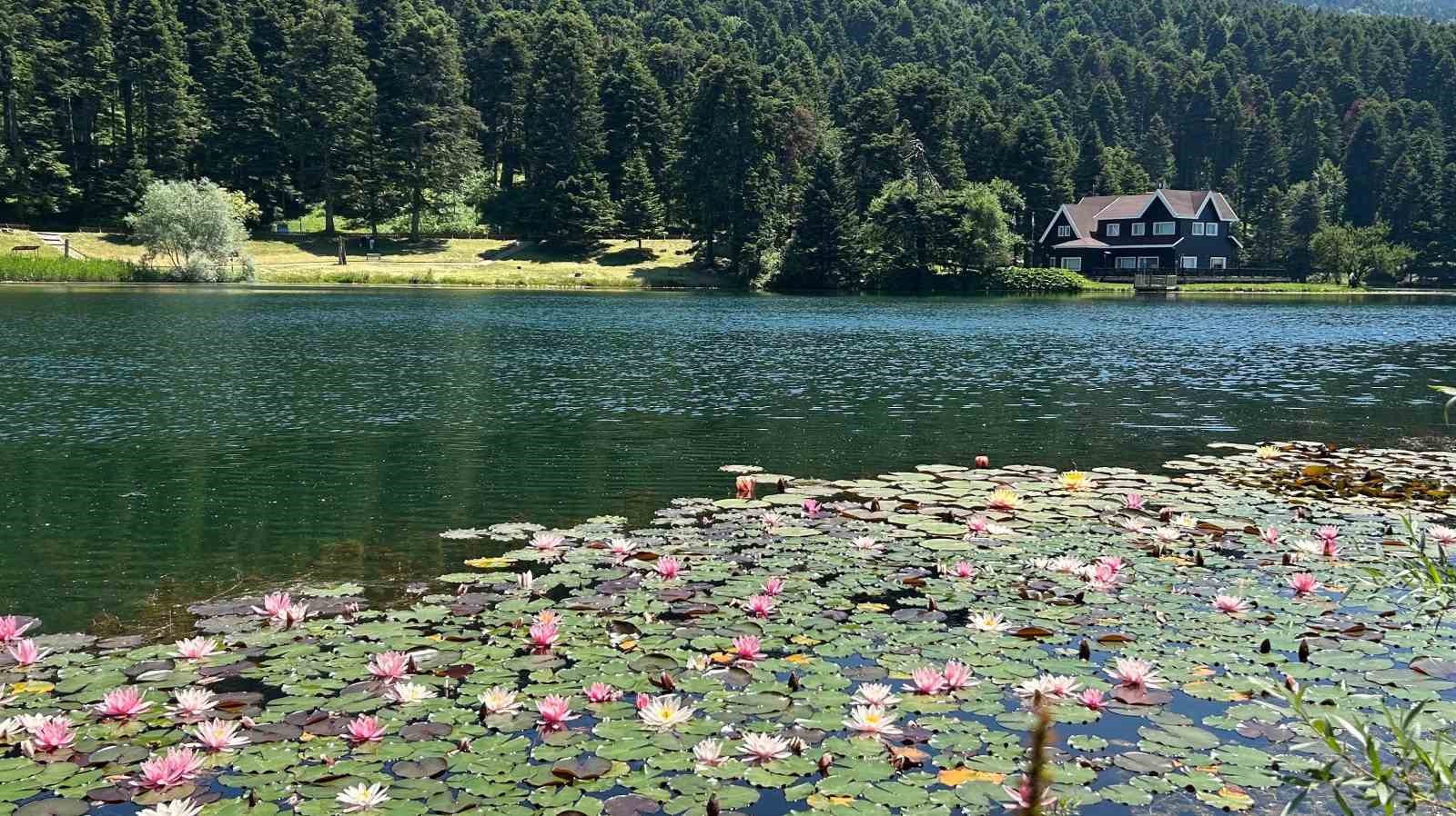 Bolu’da bu çiçeği koparmanın cezası 699 bin 197 lira