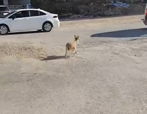 Kahramanmaraş’ta dağ keçileri sitenin bahçesine kadar indi