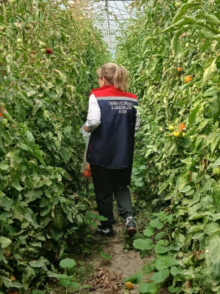 Söke’de domateslerde hasat öncesi pestisit denetimi