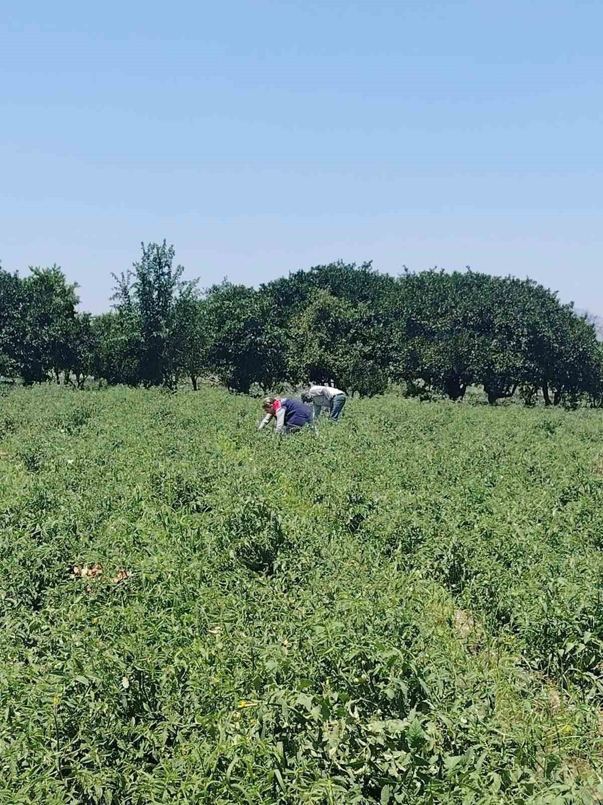 Söke’de domateslerde hasat öncesi pestisit denetimi