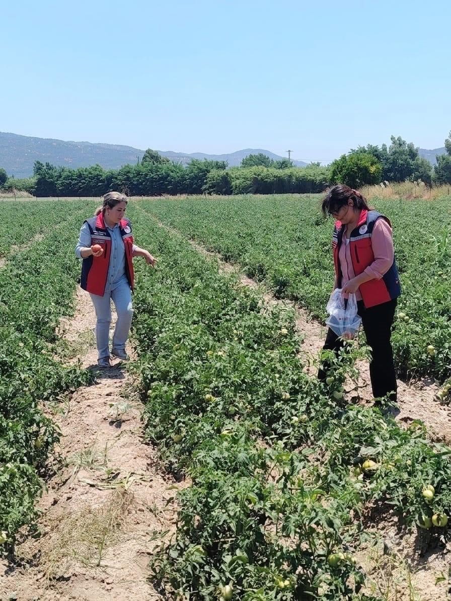 Söke’de domateslerde hasat öncesi pestisit denetimi