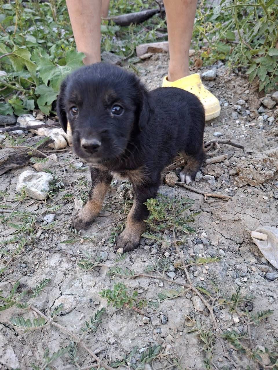 Kuyuya düşen yavru köpek kurtarıldı