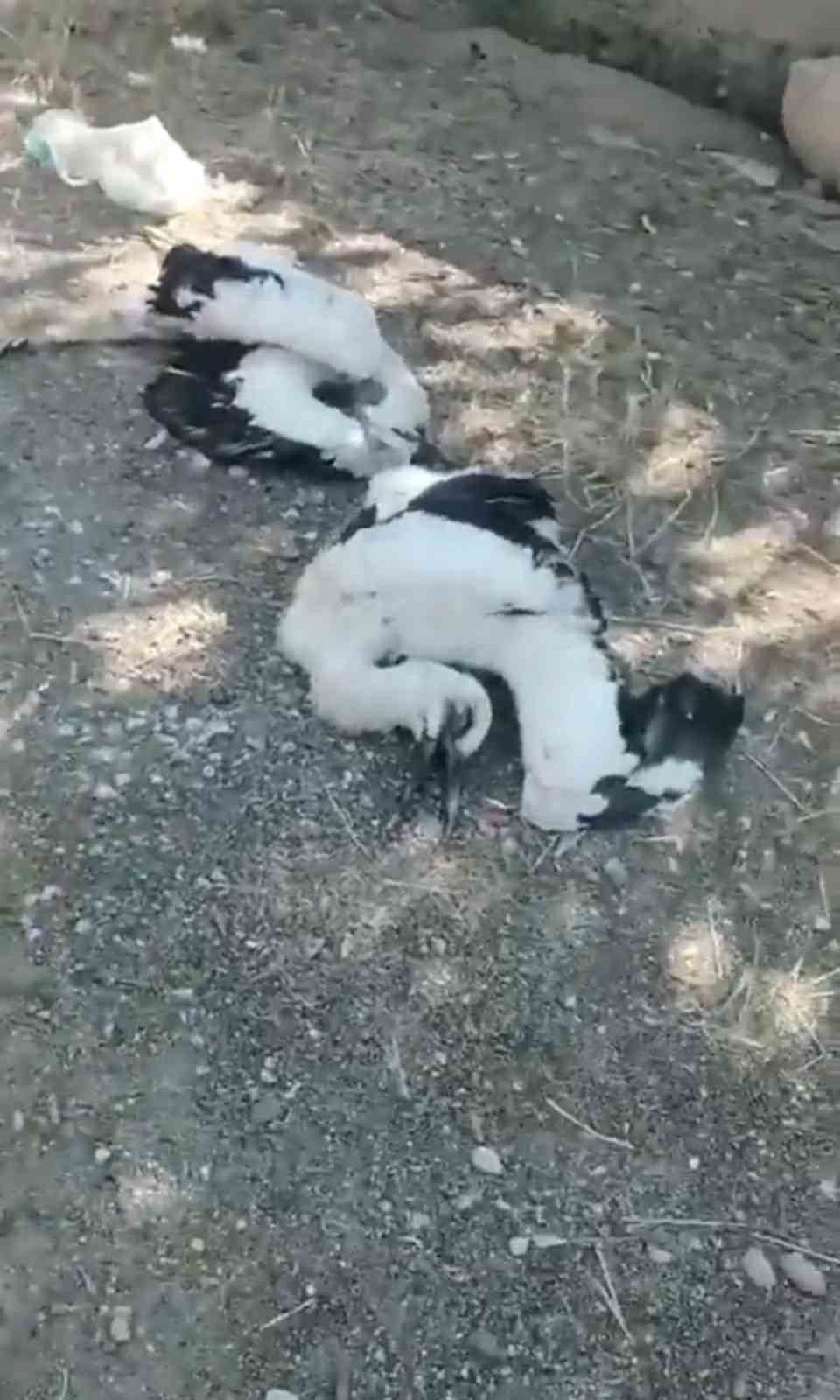 Bahçesindeki leyleklerin öldüğünü görünce gözyaşlarına boğuldu
