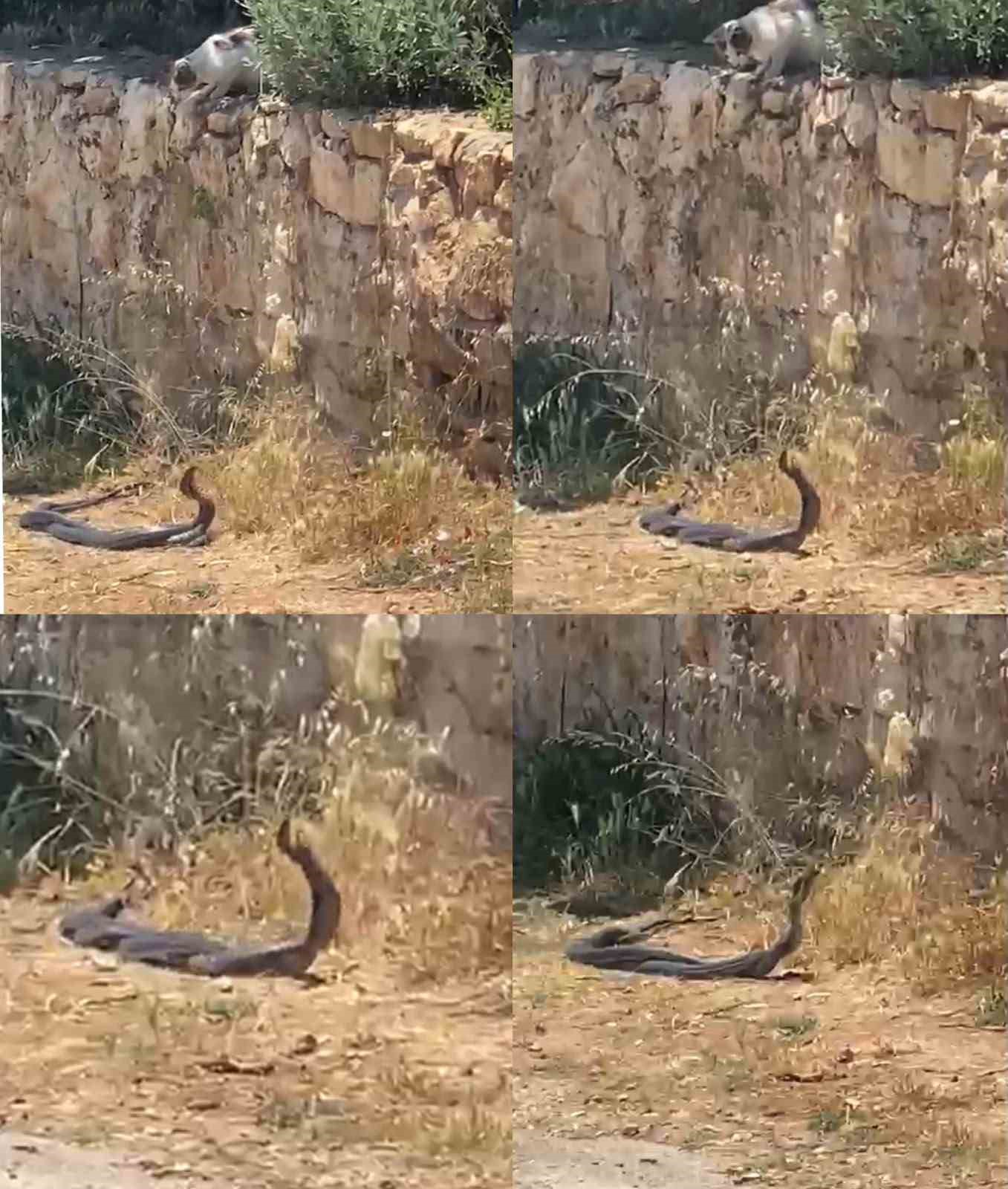 2 metrelik yılanların dansını kedi izledi
