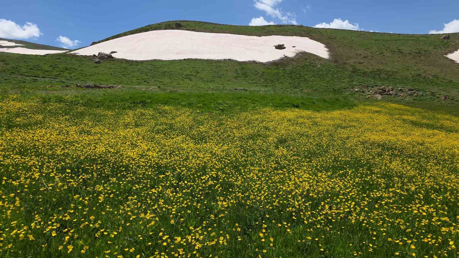 Van’ın yaylaları, çiçekleri ve karlı zirveleriyle mest ediyor