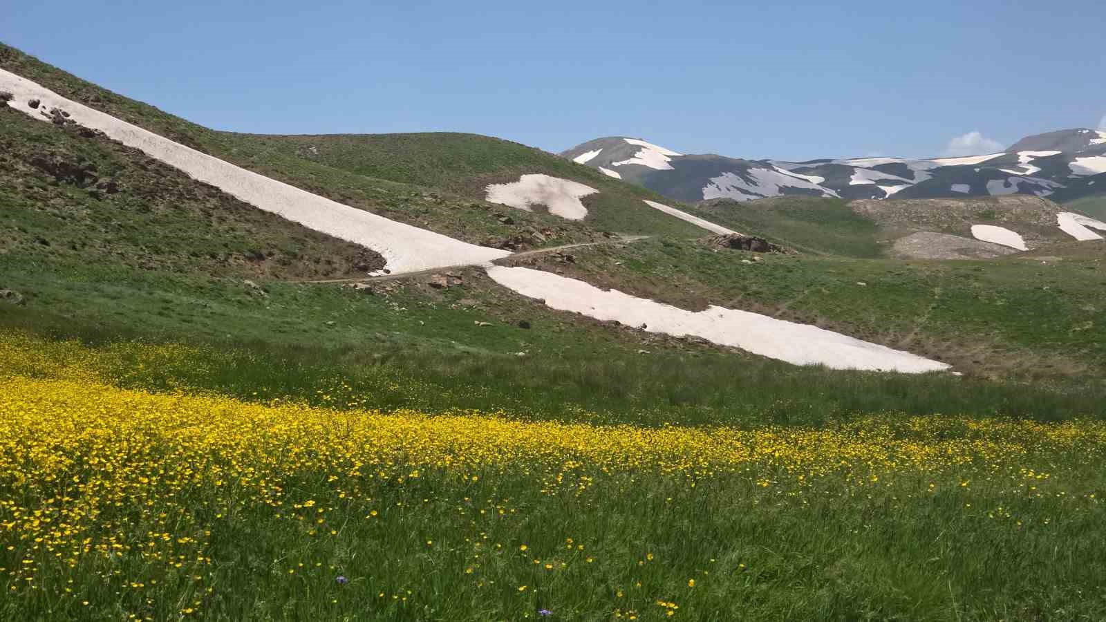 Van’ın yaylaları, çiçekleri ve karlı zirveleriyle mest ediyor