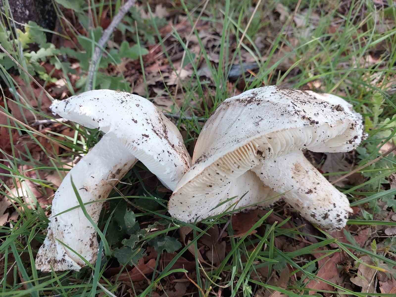 Çayır mantarını toplaması zahmetli yemesi lezzetli
