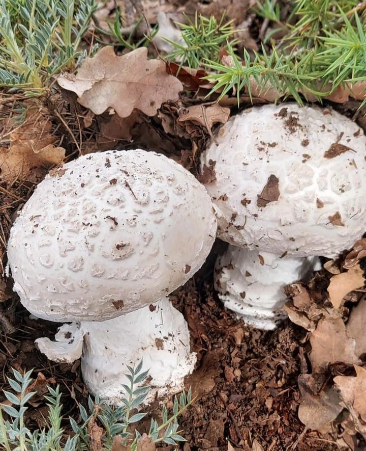 Çayır mantarını toplaması zahmetli yemesi lezzetli