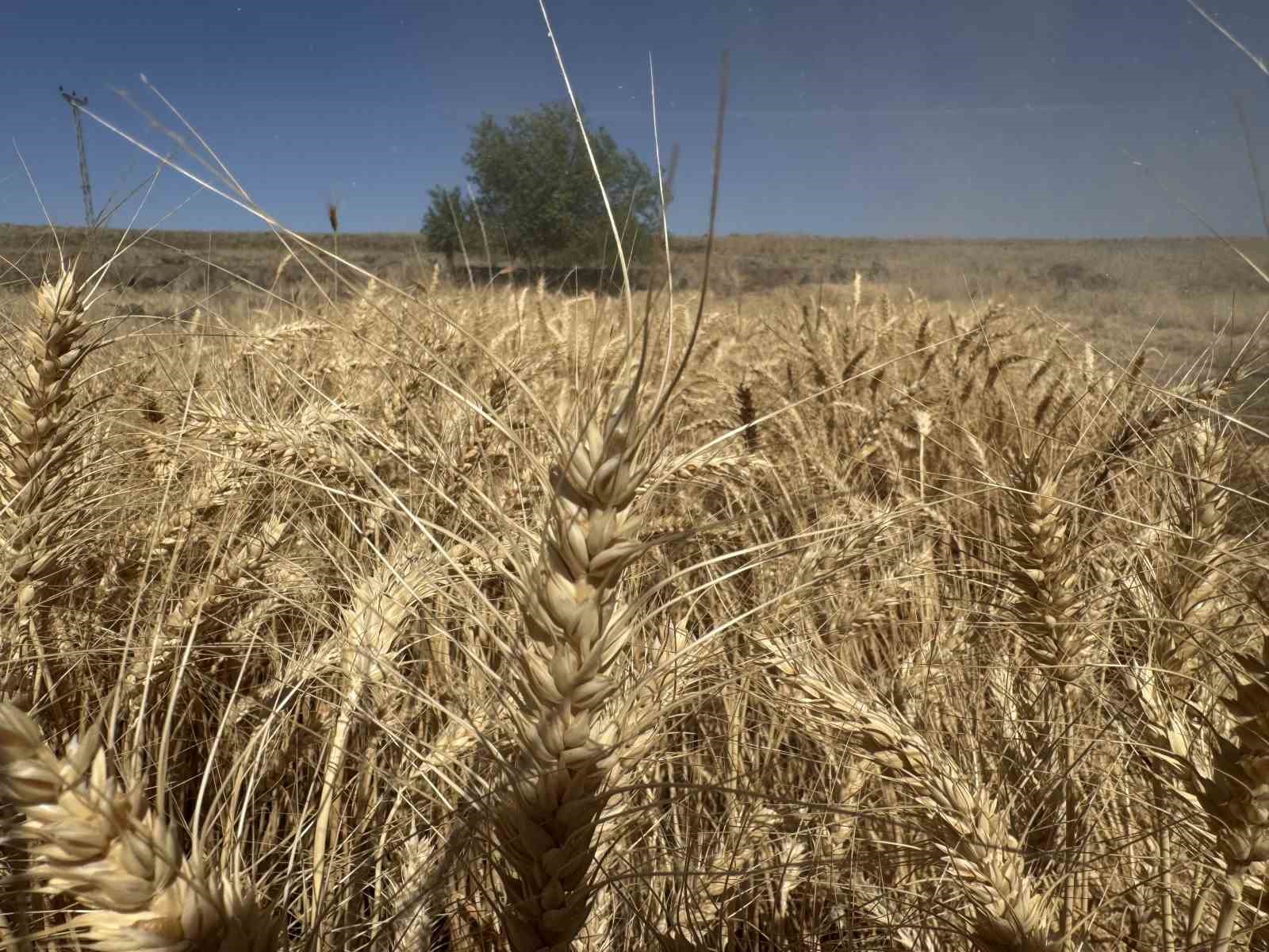 Karacadağ’ın verimli topraklarında buğday hasadı devam ediyor