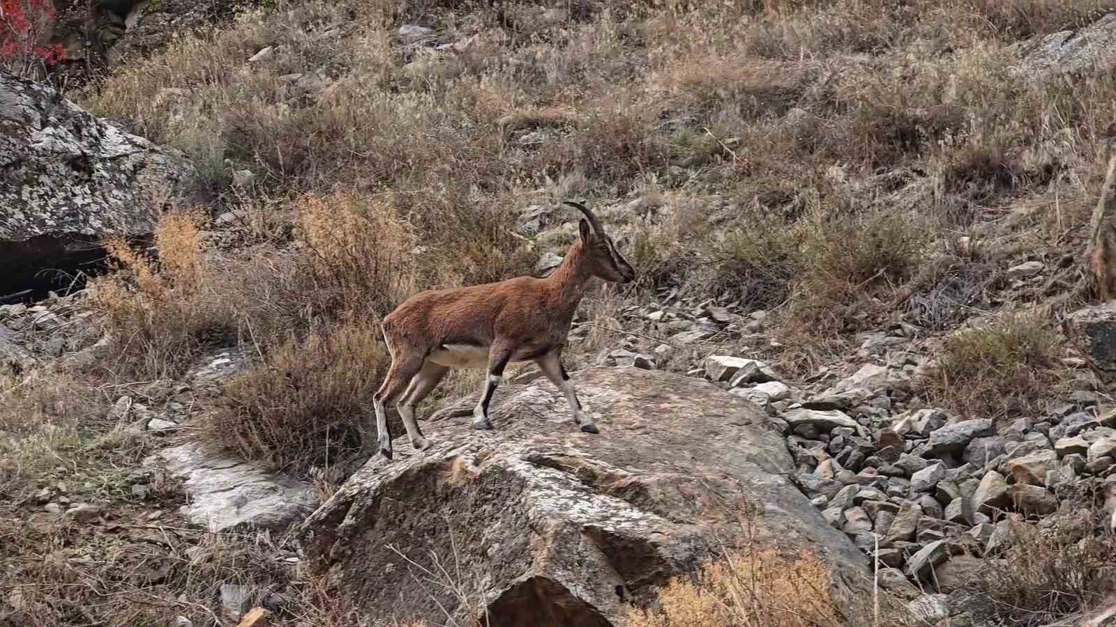 Erzurum’da 7 dağ keçisinin avlanması için ihale açıldı: 2,1 milyon lira fiyat belirlendi