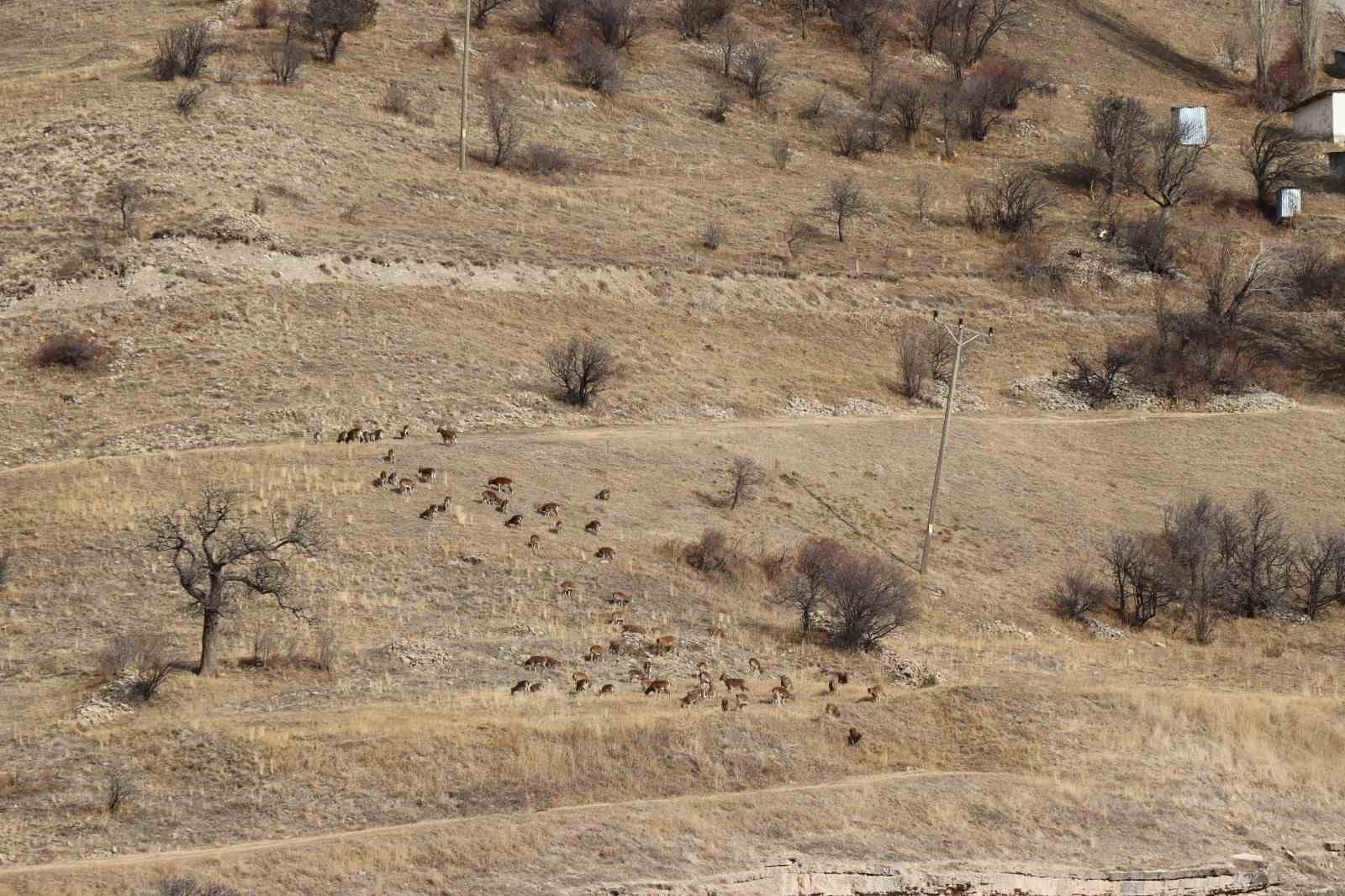 Erzurum’da 7 dağ keçisinin avlanması için ihale açıldı: 2,1 milyon lira fiyat belirlendi