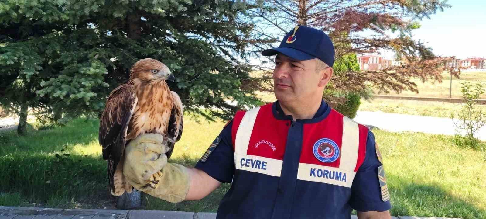Yozgat’ta yaralı bulunan şahin koruma altına alındı
