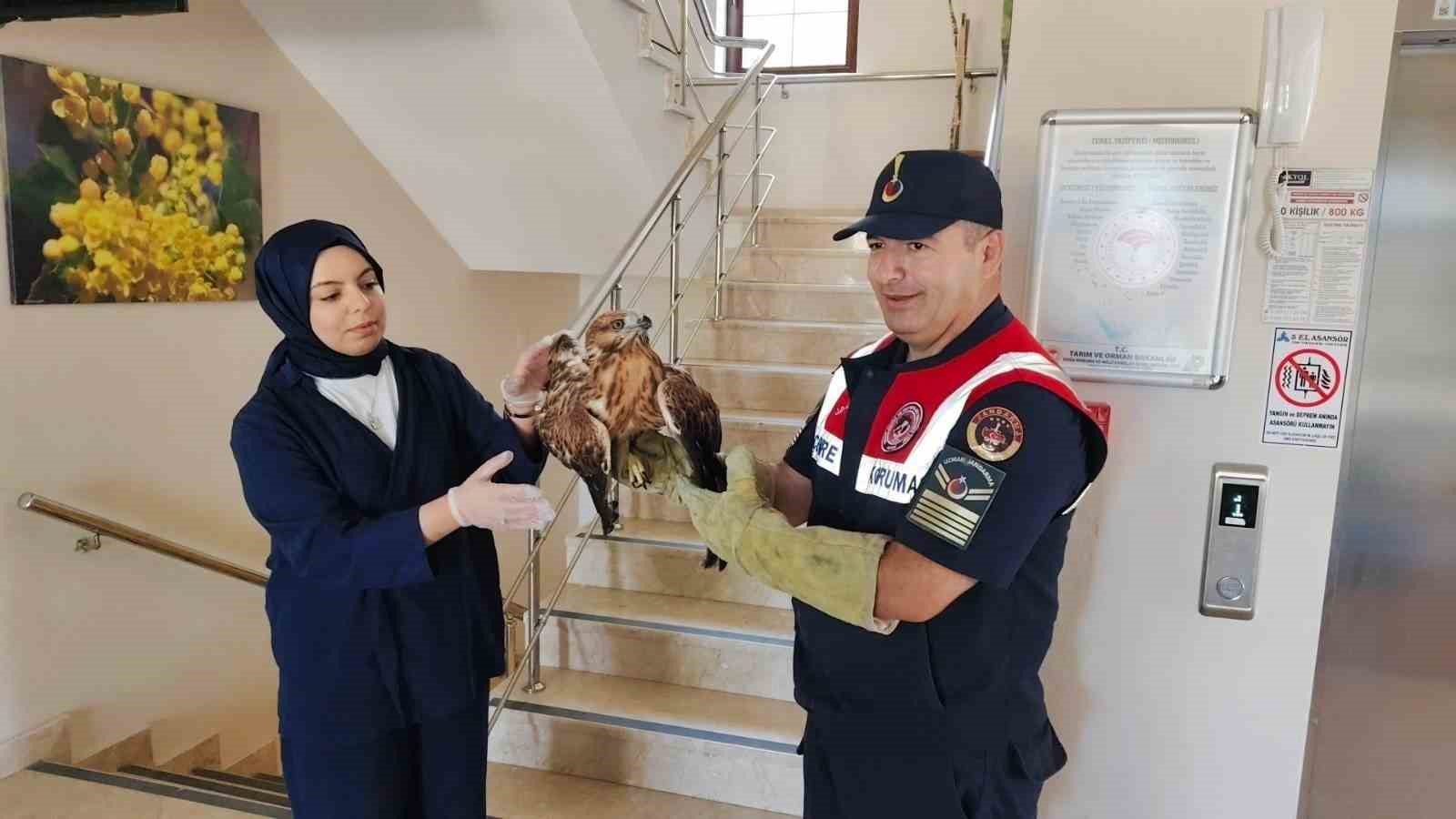Yozgat’ta yaralı bulunan şahin koruma altına alındı
