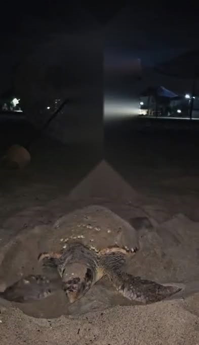 Kuşadası’nda caretta caretta heyecanı: İlk yuva koruma altına alındı