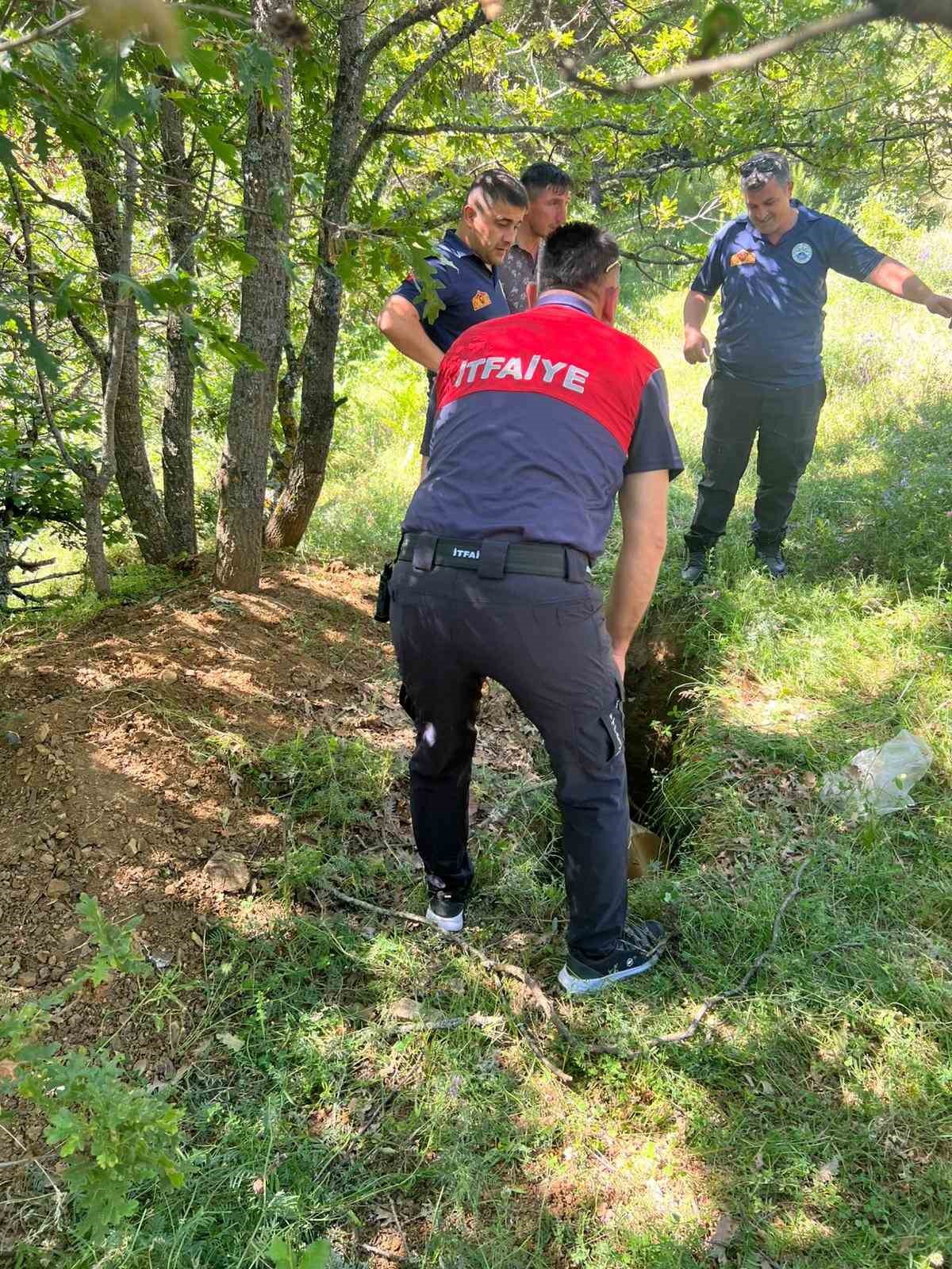 Definecilerin kazdığı çukura düşen boğa kurtarıldı