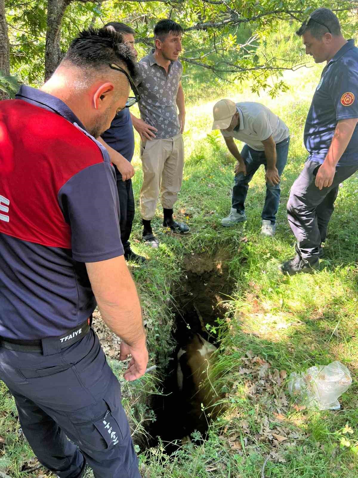 Definecilerin kazdığı çukura düşen boğa kurtarıldı