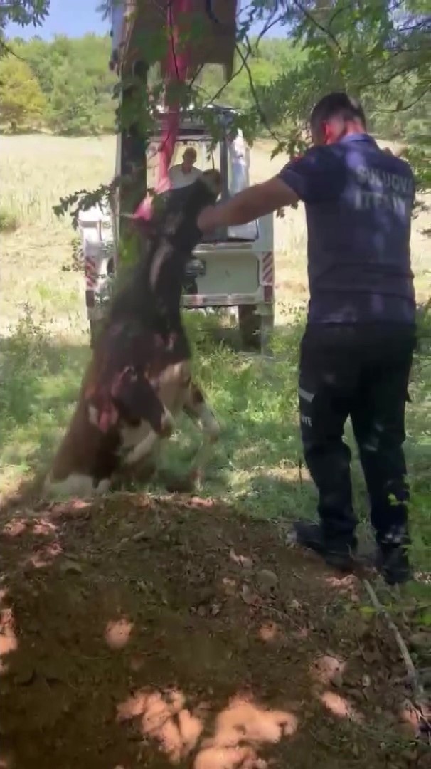 Definecilerin kazdığı çukura düşen boğa kurtarıldı
