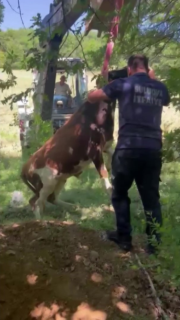 Definecilerin kazdığı çukura düşen boğa kurtarıldı