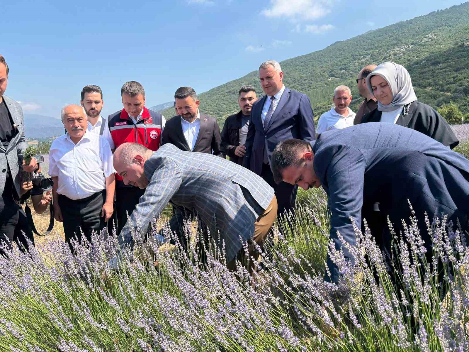 Lavanta hasadının bereketi Uygar’a umut olacak