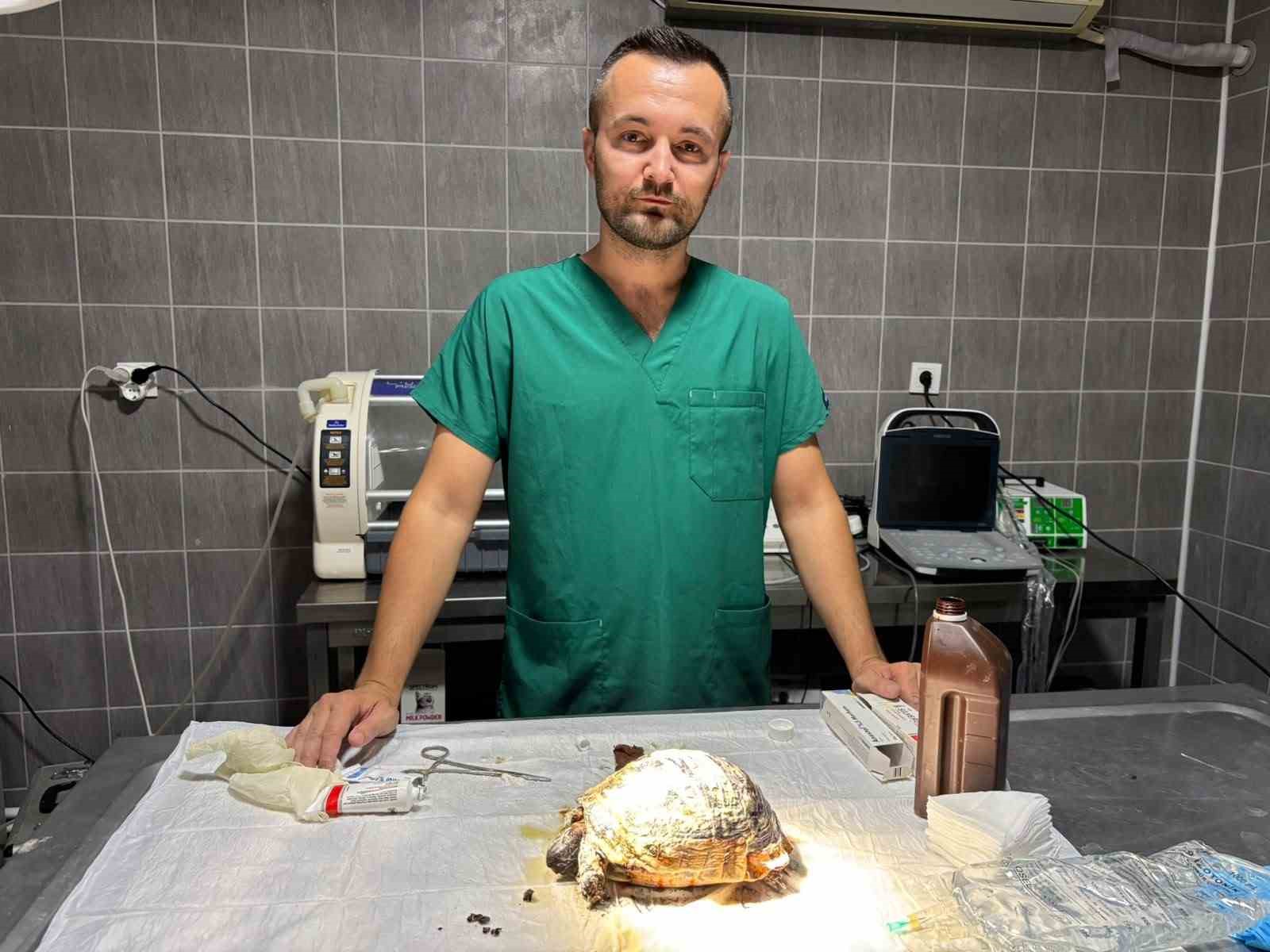 Yangında yaralanan kaplumbağa tedavi altına alındı