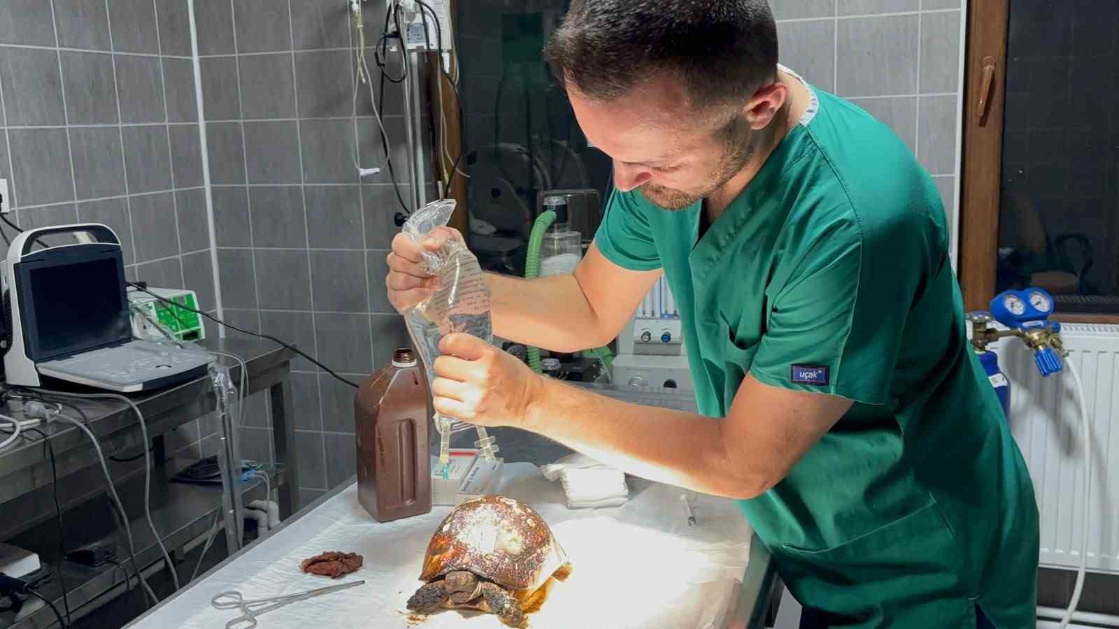 Yangında yaralanan kaplumbağa tedavi altına alındı
