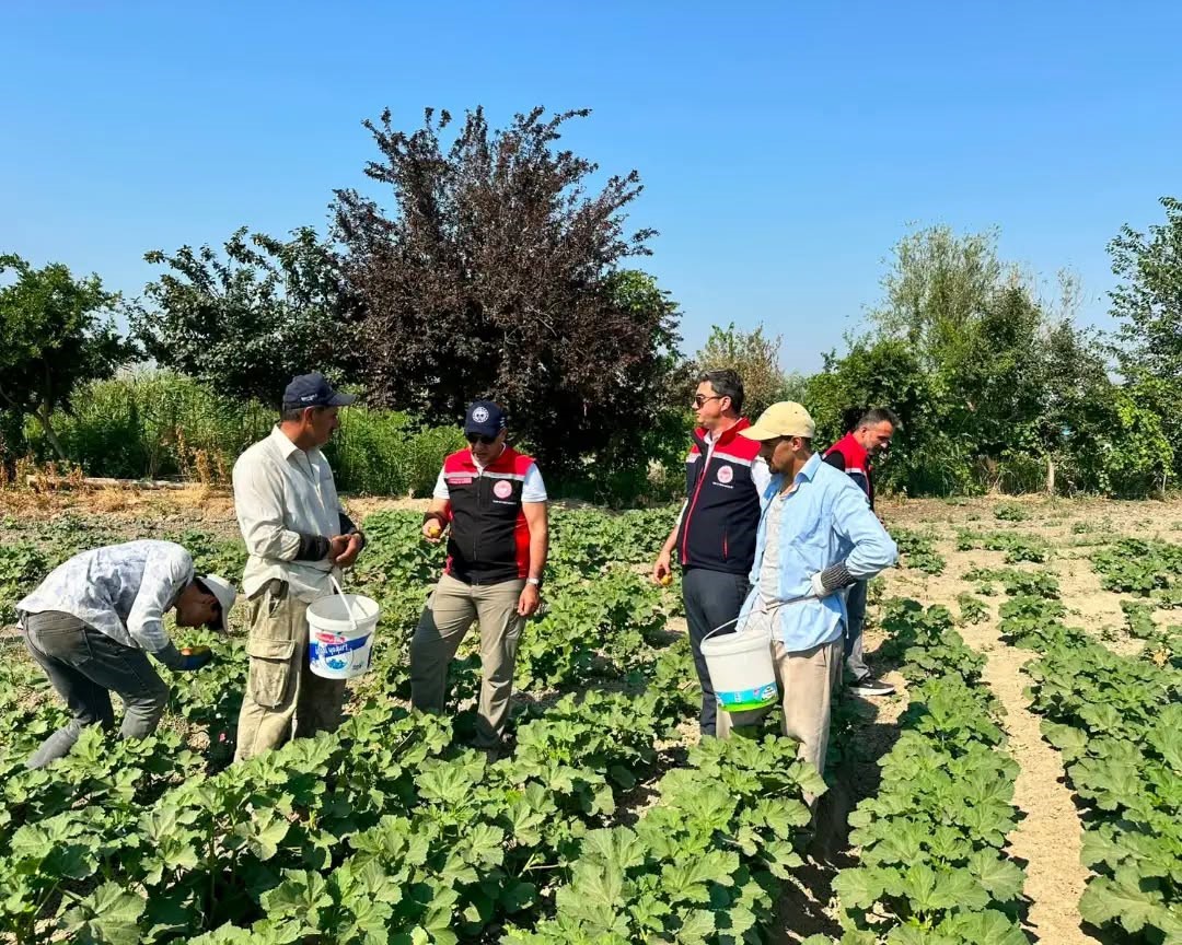 Koçarlı, Aydın’ın bamya üretimindeki liderliğini sürdürüyor