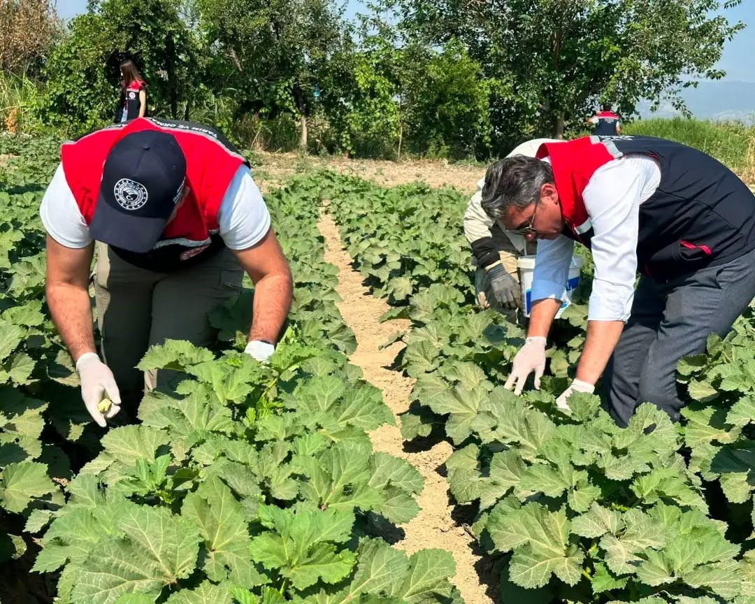 Koçarlı, Aydın’ın bamya üretimindeki liderliğini sürdürüyor
