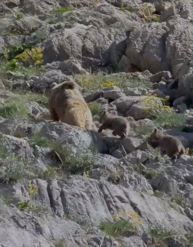 Tunceli’de anne ayı ve yavruları görüntülendi