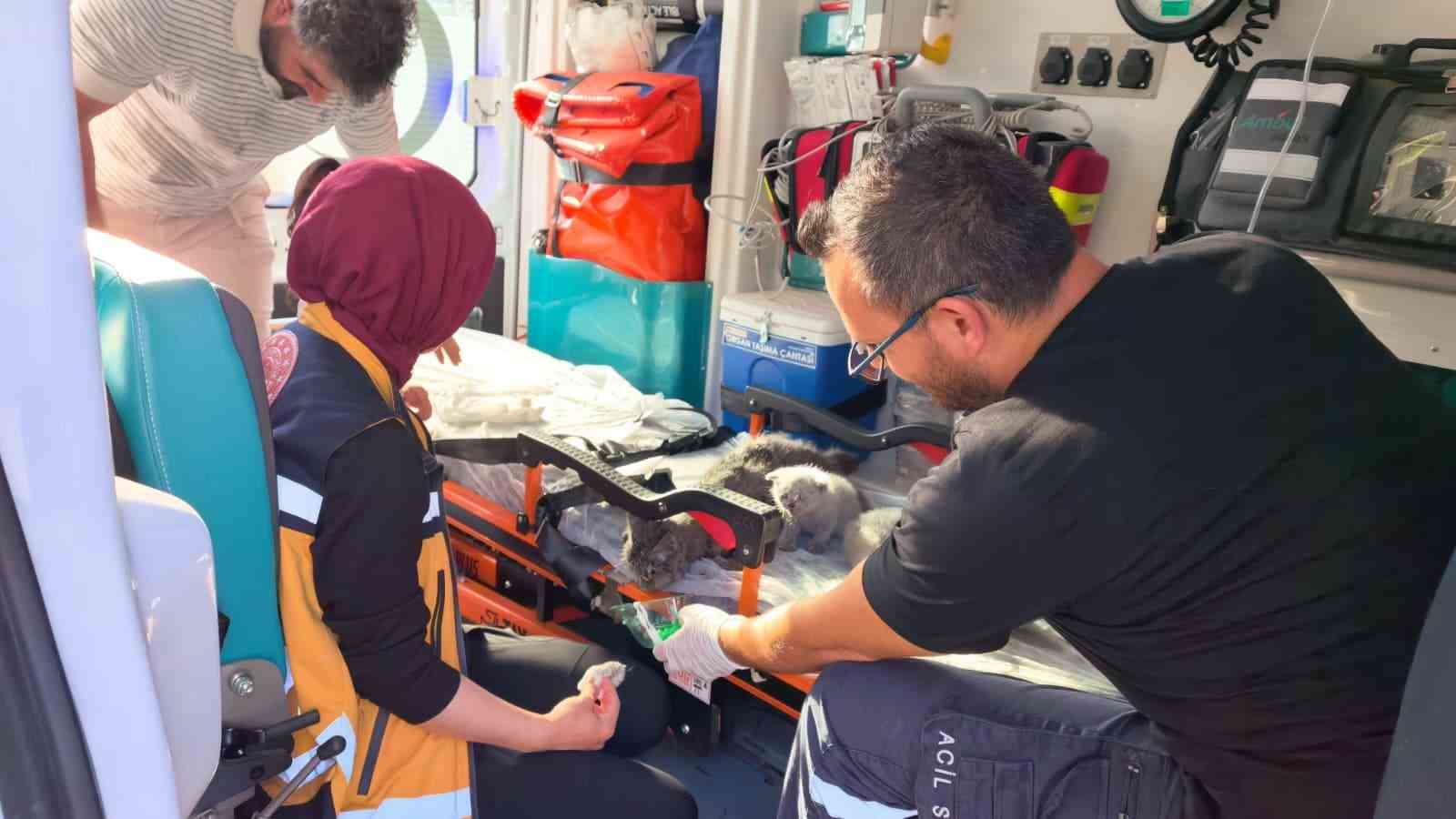 Yangında duygulandıran kurtarma: Anne kedi ve 2 yavrusu hayata döndürüldü
