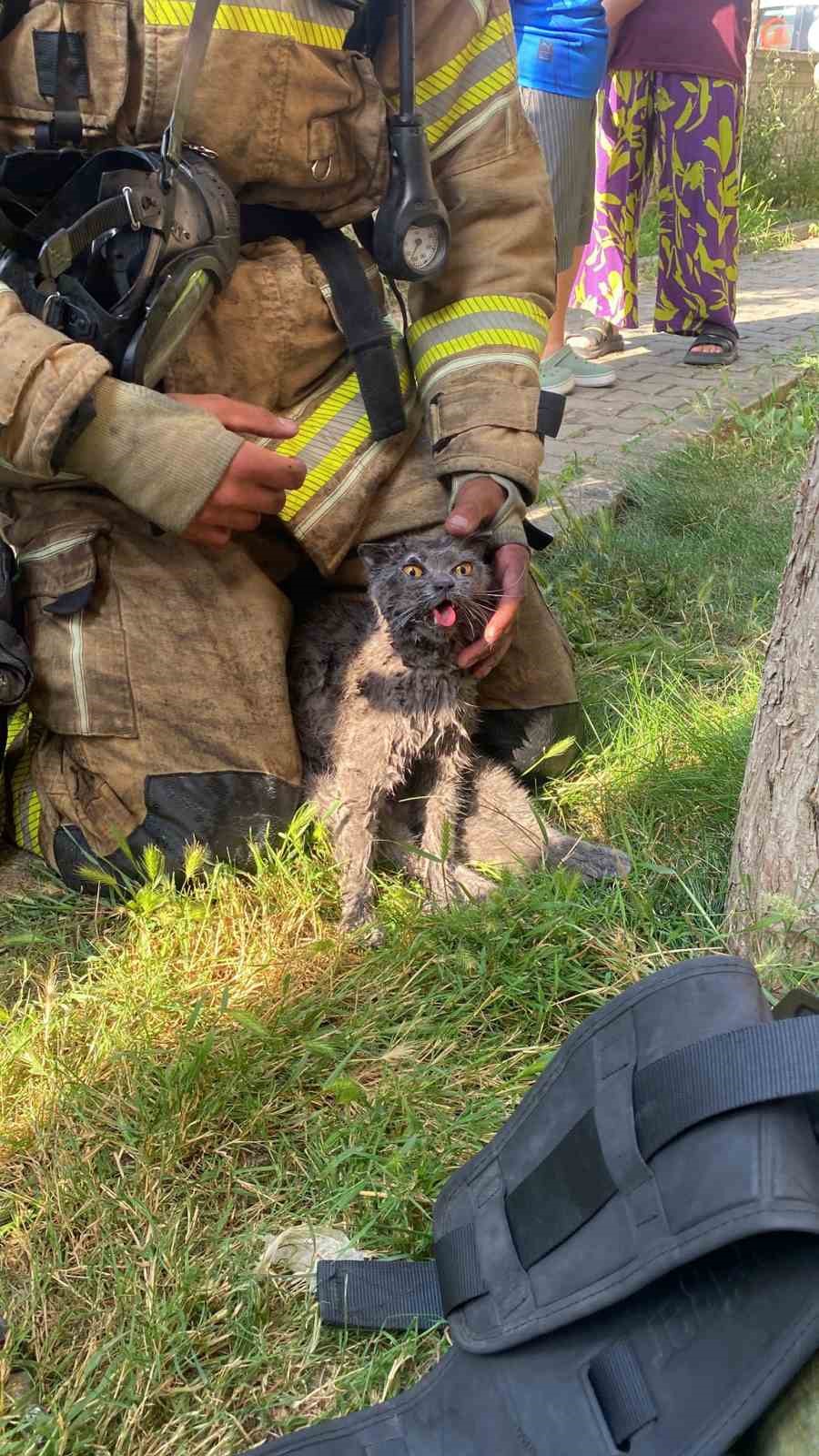 Yangında duygulandıran kurtarma: Anne kedi ve 2 yavrusu hayata döndürüldü