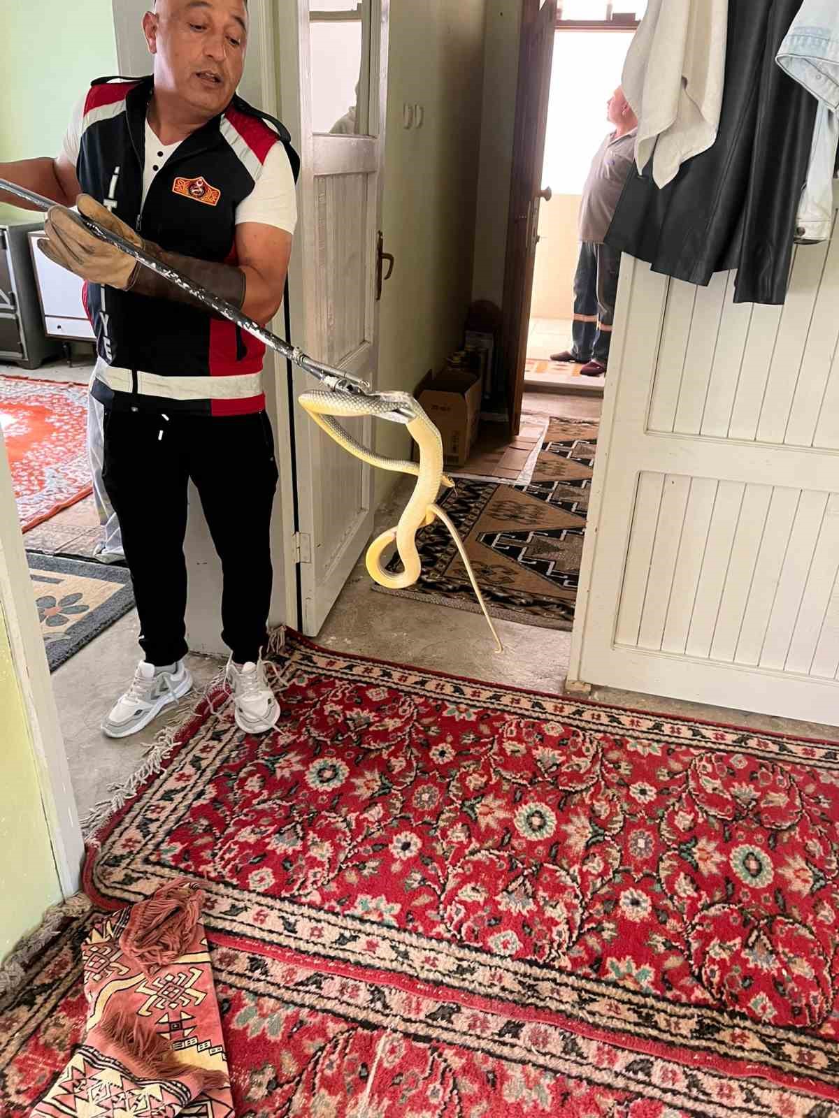 Evde yılan paniği