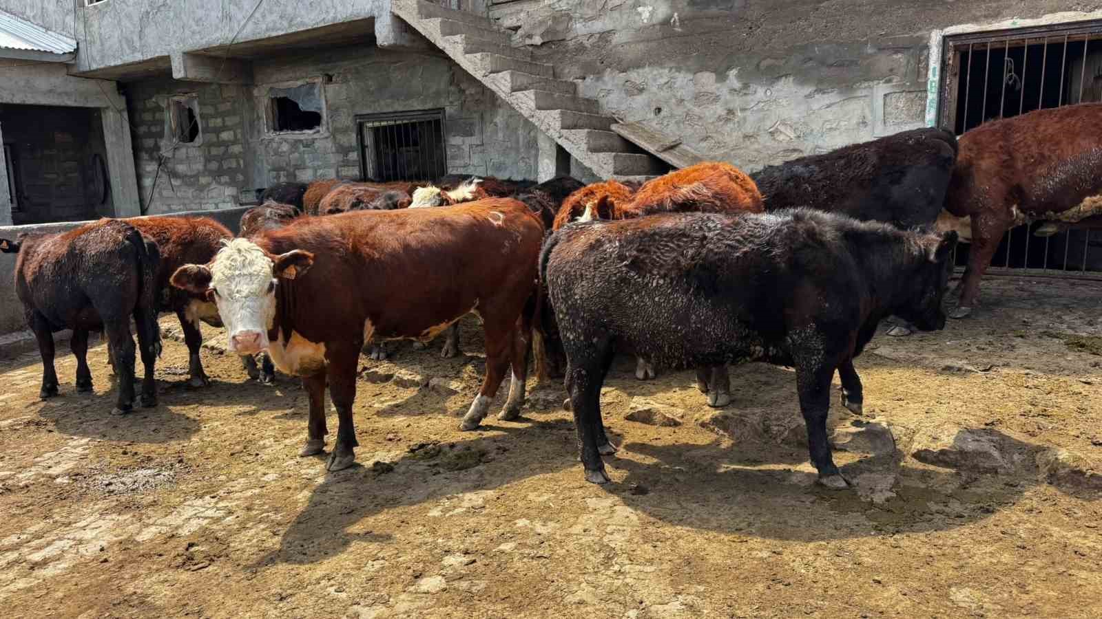 Ağrı’da damızlık desteğiyle kırmızı et üretimi güçleniyor