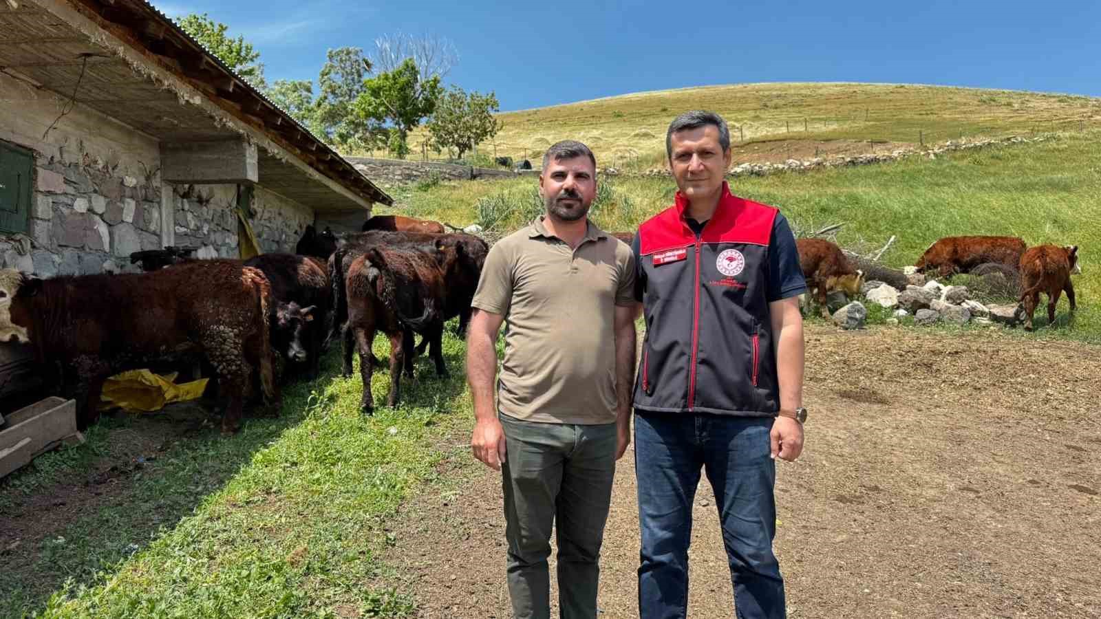 Ağrı’da damızlık desteğiyle kırmızı et üretimi güçleniyor
