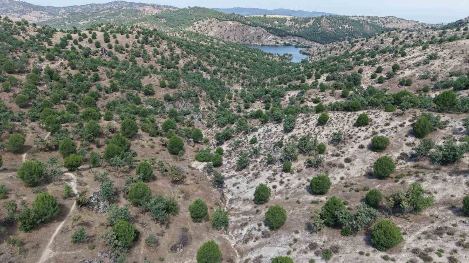 Aydın’da 15 yıl önce dikilen fıstıkçamları kozalak vermeye başladı