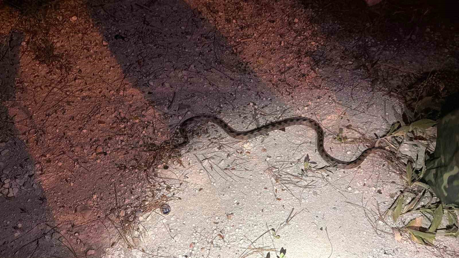 Burdur’da caminin yanında yakalanan yılan, doğal yaşam alanına salındı