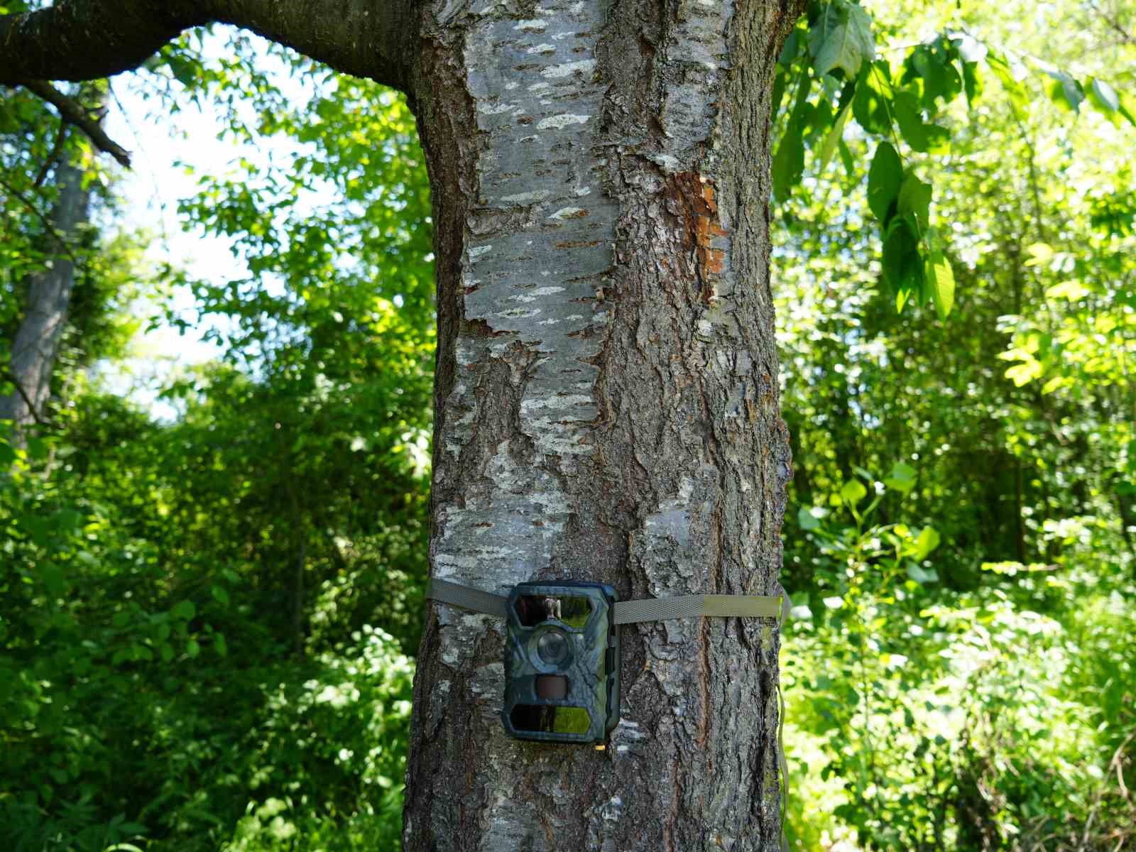 Şehir merkezine yakın köylere kadar inen ayı için Milli Parklar fotokapan kurdu