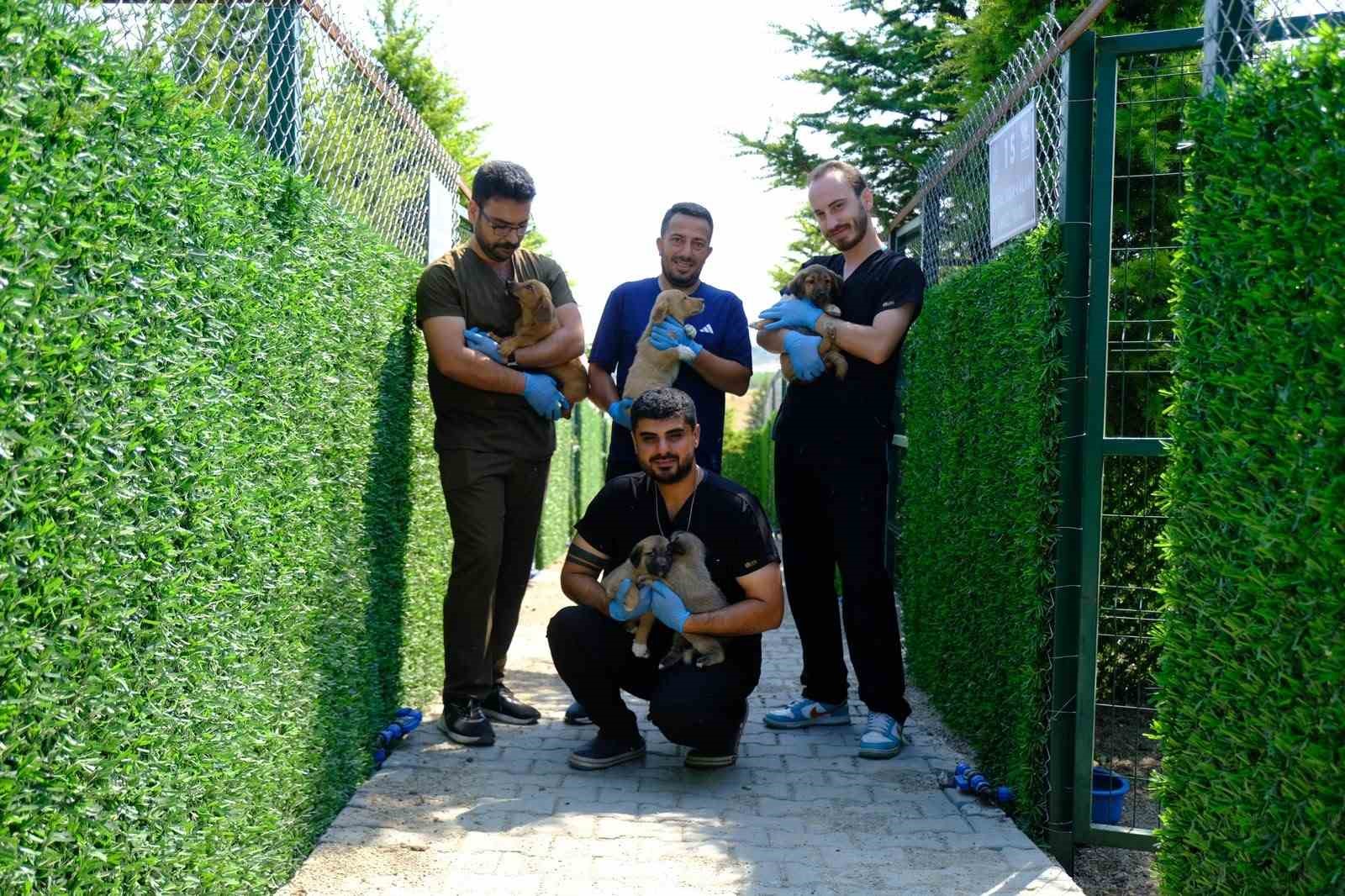 Altıeylül’de can dostlar güvende