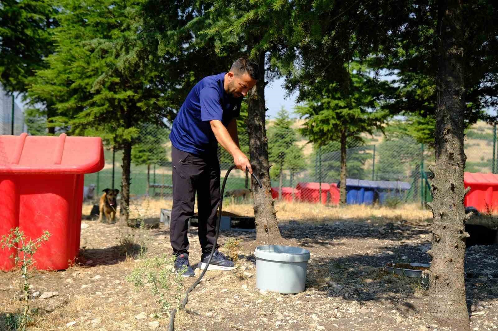 Altıeylül’de can dostlar güvende