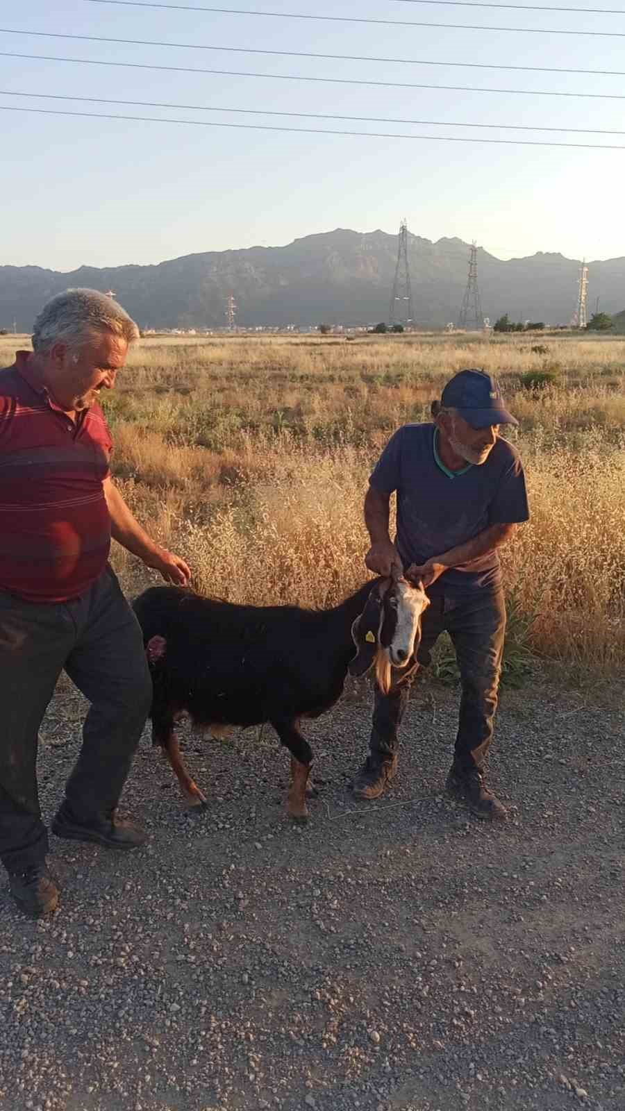 Sokak köpekleri sürüden ayrılan keçiye saldırdı