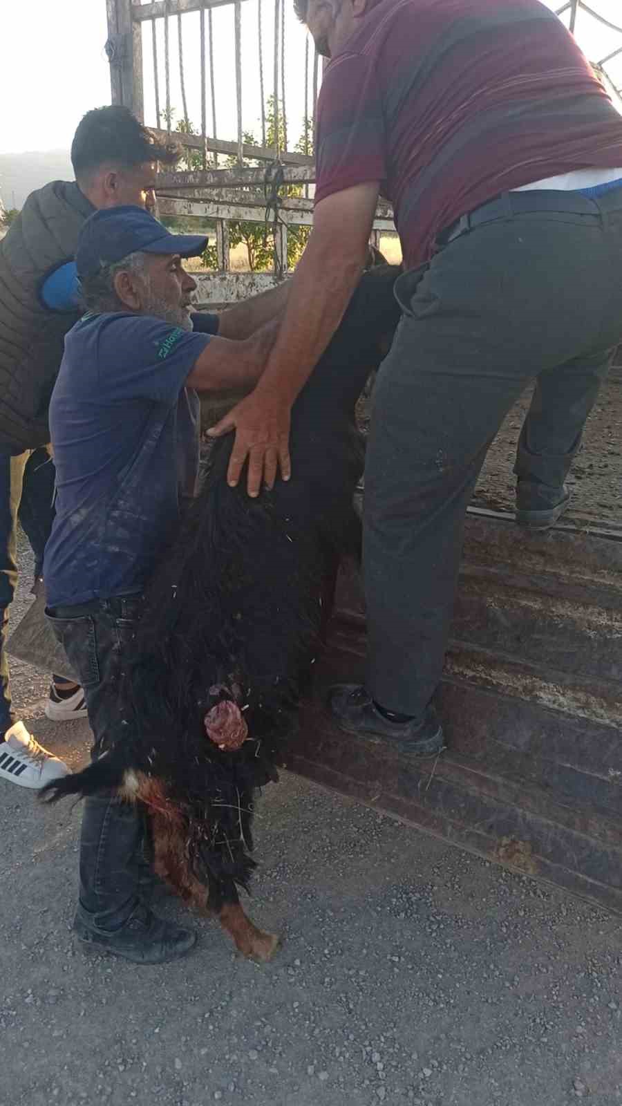Sokak köpekleri sürüden ayrılan keçiye saldırdı