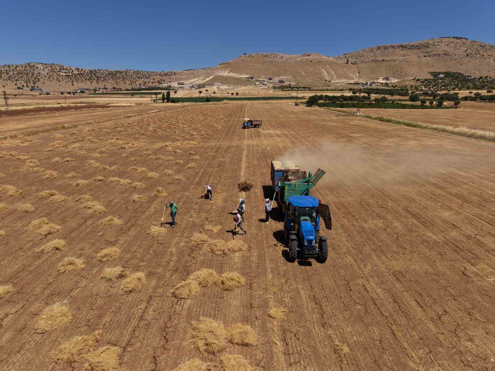 40 dereceyi aşan sıcakta zorlu mercimek mesaisi