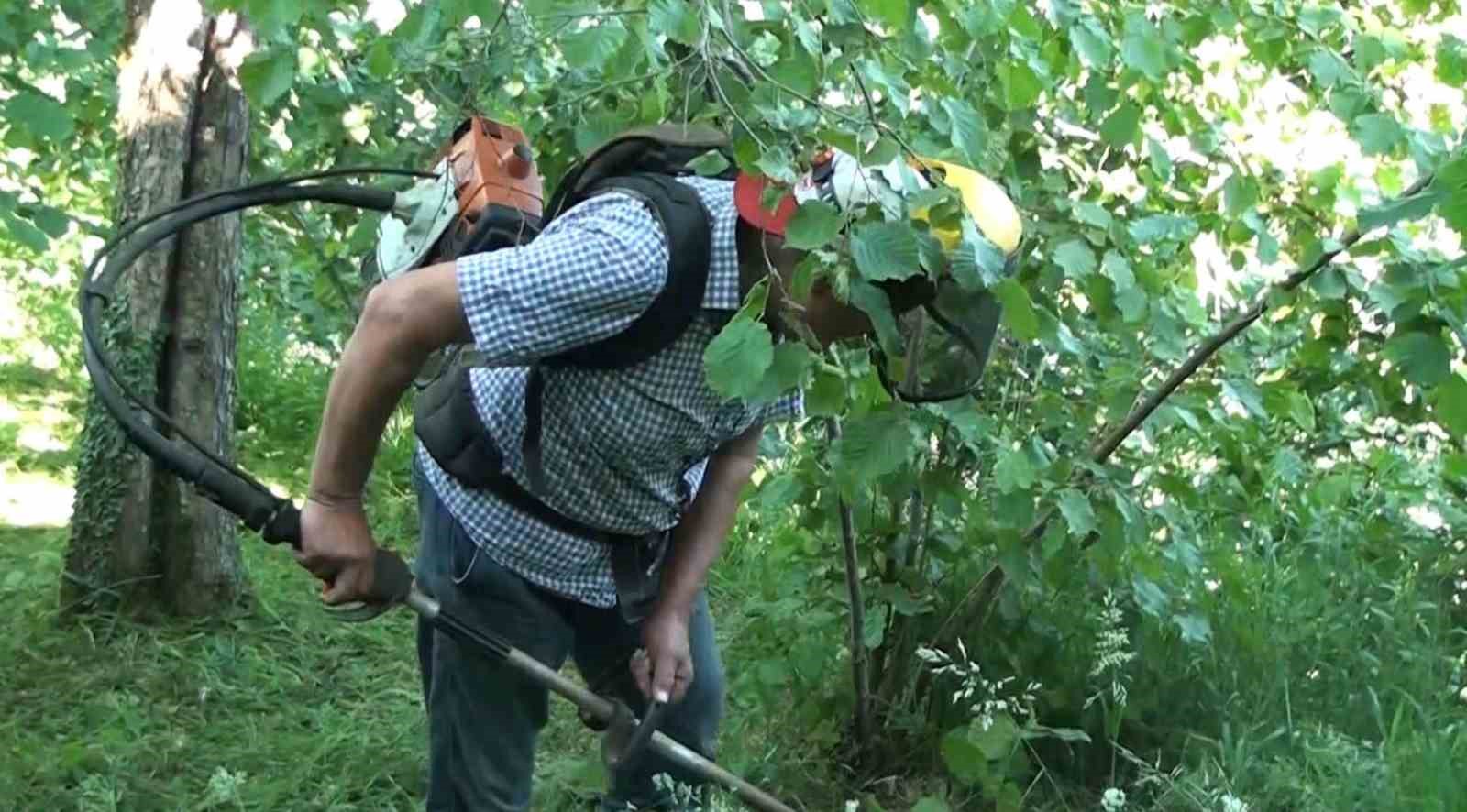 Fındık bahçelerinde ot mesaisi cep yakıyor