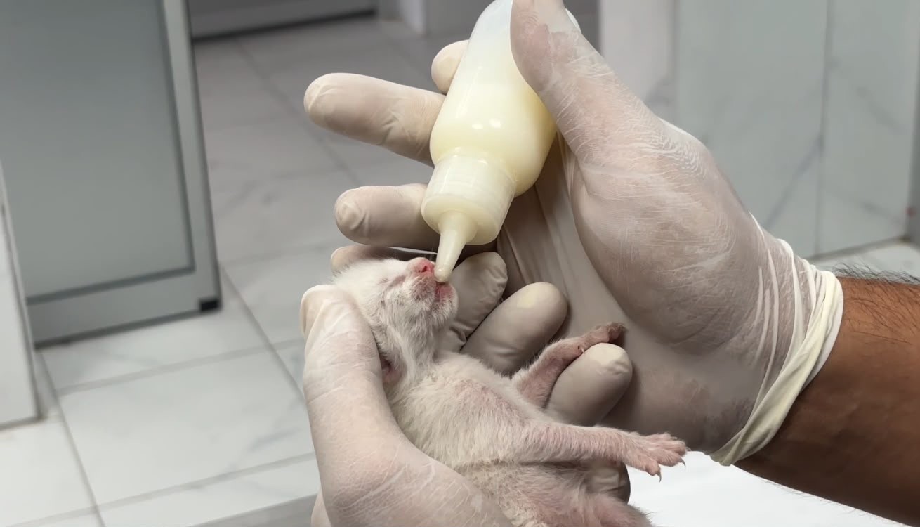 Temizlik görevlileri fark etti: Çöpteki ağzı bağlı poşetten 5 yavru kedi çıktı