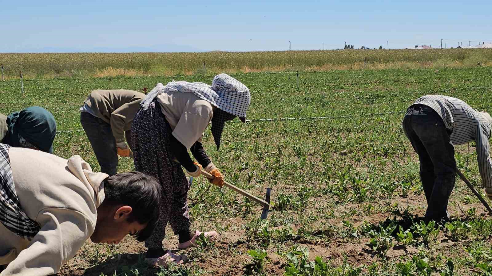 Adilcevaz’da kavurucu sıcakta ekmek parası mücadelesi